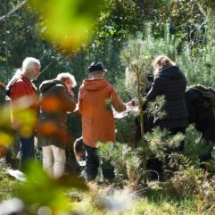 2025NJ - Minicursus Naaldbomen, met excursie