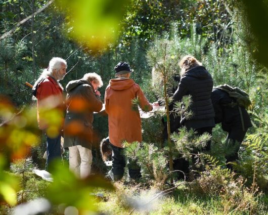 2025NJ - Minicursus Naaldbomen, met excursie