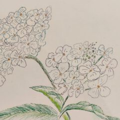 2026VJ - Mens DURF te tekenen!