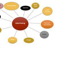 2026VJ - De Ademhaling